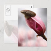 Magnolia Briefkaart (Voorkant / Achterkant)
