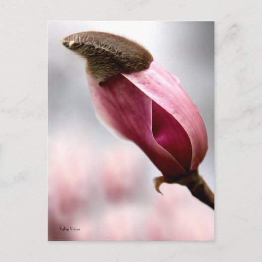 Magnolia Briefkaart (Voorkant)