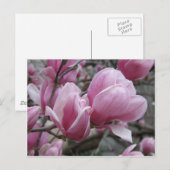Magnolia Briefkaart (Voorkant / Achterkant)
