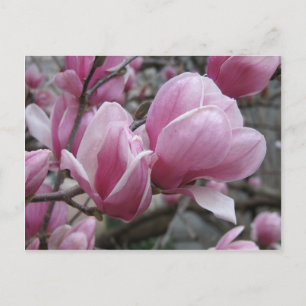 Magnolia Briefkaart