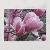 Magnolia Briefkaart (Voorkant)