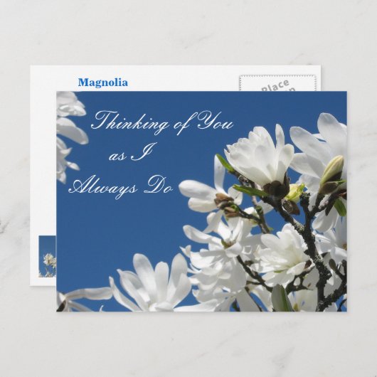 Magnolia Briefkaart (Voorkant / Achterkant)