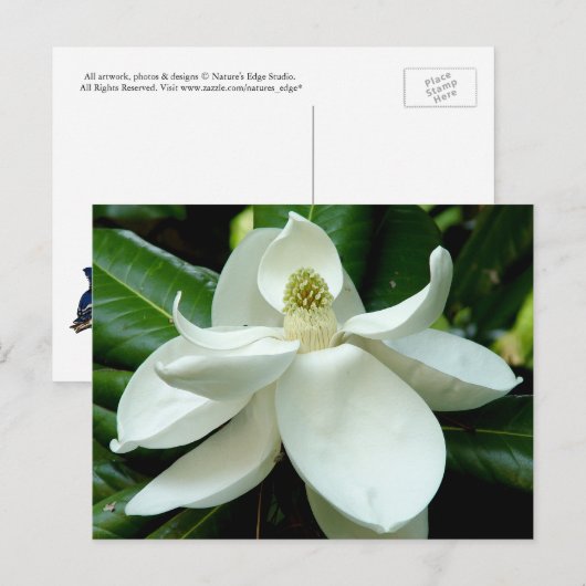 Magnolia Briefkaart (Voorkant / Achterkant)