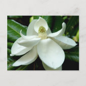 Magnolia Briefkaart (Voorkant)
