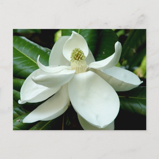 Magnolia Briefkaart (Voorkant)