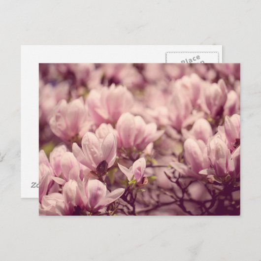 Magnolia Briefkaart (Voorkant / Achterkant)