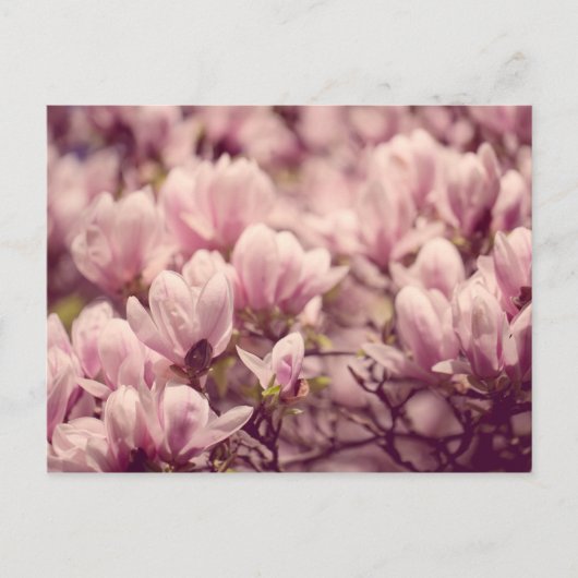 Magnolia Briefkaart (Voorkant)