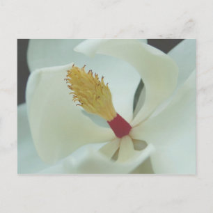 Magnolia Briefkaart