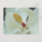 Magnolia Briefkaart (Voorkant)