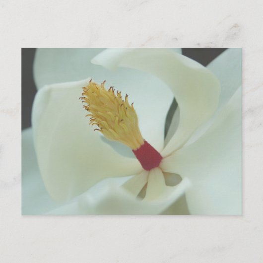 Magnolia Briefkaart (Voorkant)