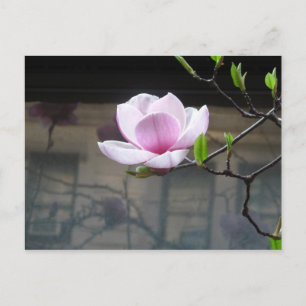 MAGNOLIA BRIEFKAART