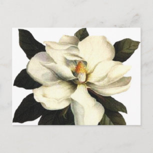 Magnolia Briefkaart