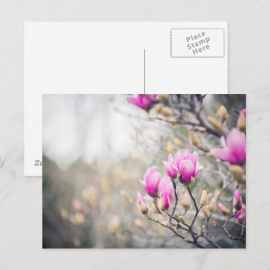 Magnolia Briefkaart (Voorkant / Achterkant)