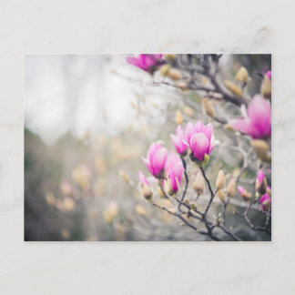 Magnolia Briefkaart