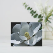 Magnolia - Briefkaart (Staand voorkant)