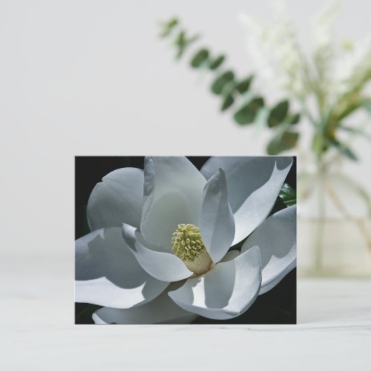 Magnolia - Briefkaart (Staand voorkant)