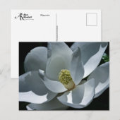 Magnolia - Briefkaart (Voorkant / Achterkant)