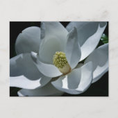 Magnolia - Briefkaart (Voorkant)