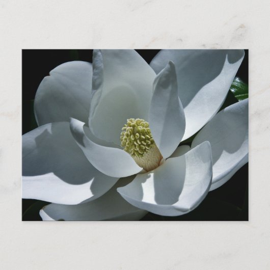 Magnolia - Briefkaart (Voorkant)