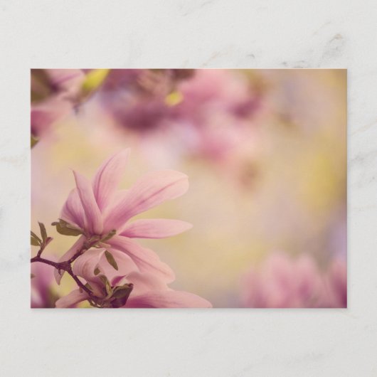 Magnolia Briefkaart (Voorkant)