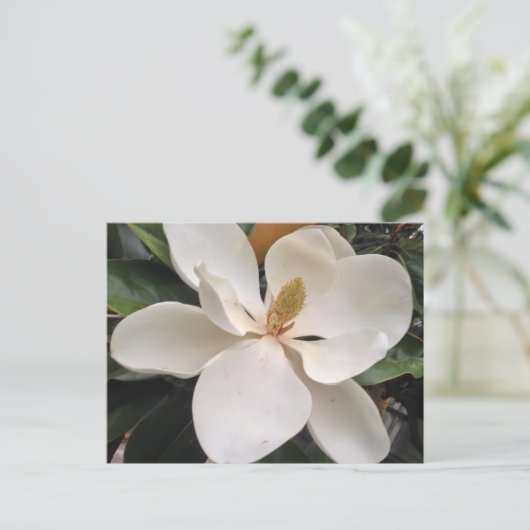 Magnolia Briefkaart (Staand voorkant)