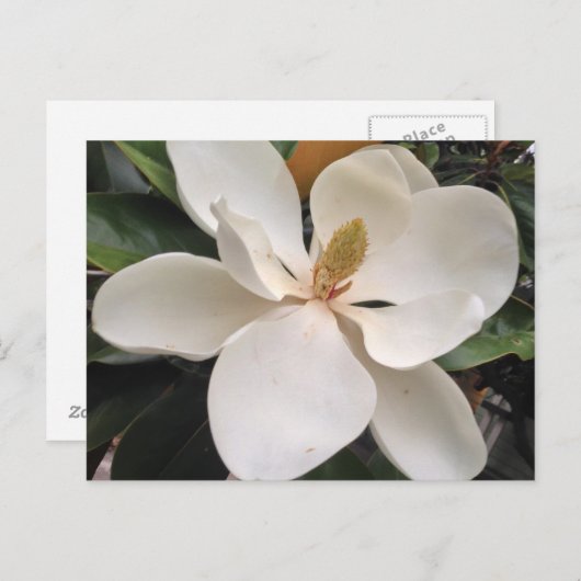 Magnolia Briefkaart (Voorkant / Achterkant)