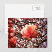 Magnolia Briefkaart (Voorkant / Achterkant)