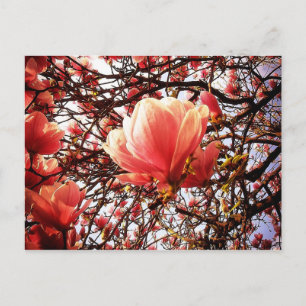 Magnolia Briefkaart