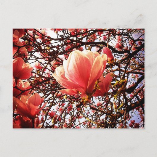 Magnolia Briefkaart (Voorkant)
