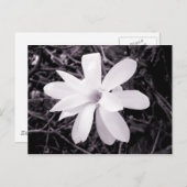Magnolia Briefkaart (Voorkant / Achterkant)