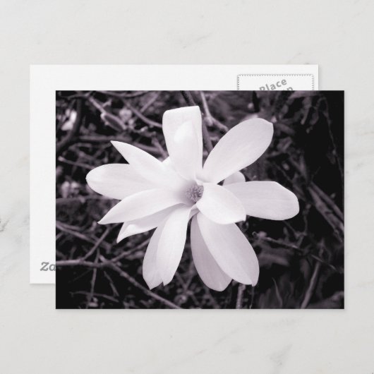 Magnolia Briefkaart (Voorkant / Achterkant)