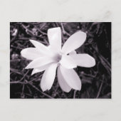 Magnolia Briefkaart (Voorkant)