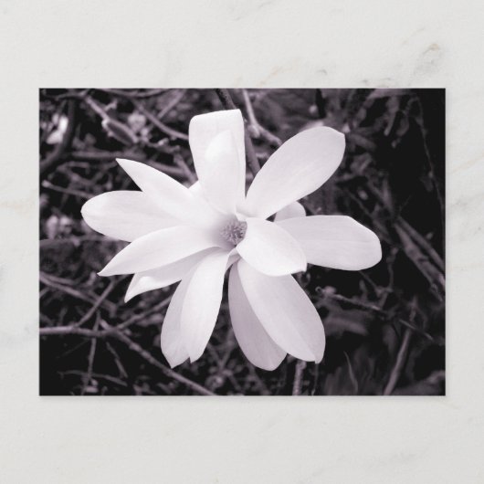 Magnolia Briefkaart (Voorkant)