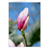 Magnolia Bud (Voorkant)