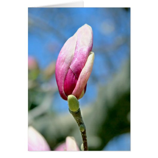 Magnolia Bud (Voorkant)