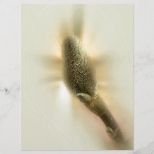 magnolia bud (Voorkant)
