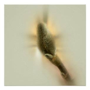magnolia bud perfect poster