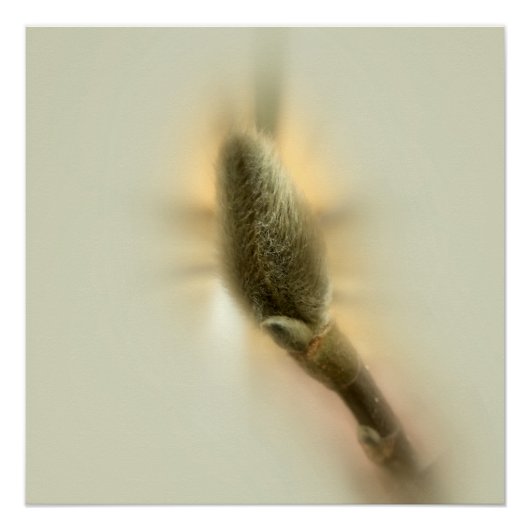 magnolia bud perfect poster (Voorkant)
