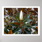 Magnolia Bud Poster (Voorkant)