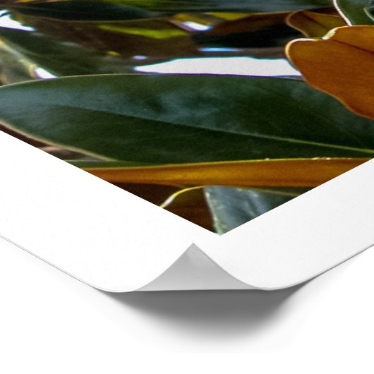 Magnolia Bud Poster (Hoek)