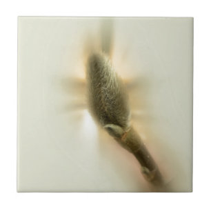 magnolia bud tegeltje