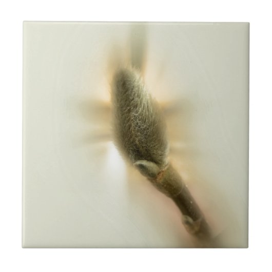 magnolia bud tegeltje (Voorkant)