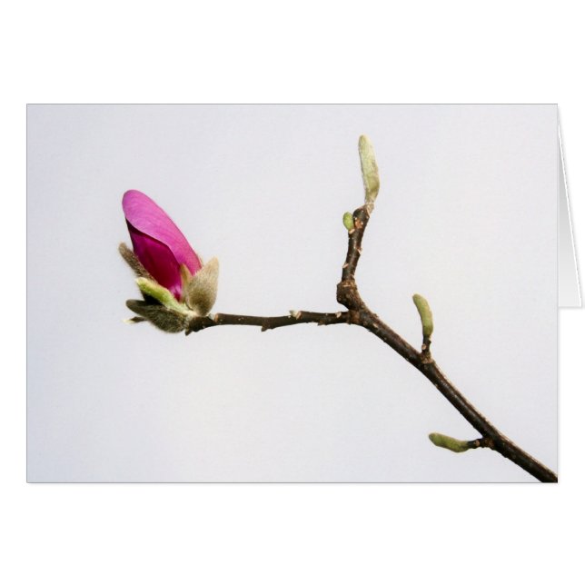"magnolia bud" van Larry Coressel (Voorkant Horizontaal)