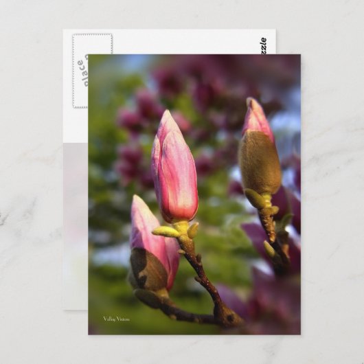 Magnolia Buds Briefkaart (Voorkant / Achterkant)