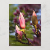 Magnolia Buds Briefkaart (Voorkant)