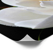 Magnolia Bull Bay Poster (Hoek)