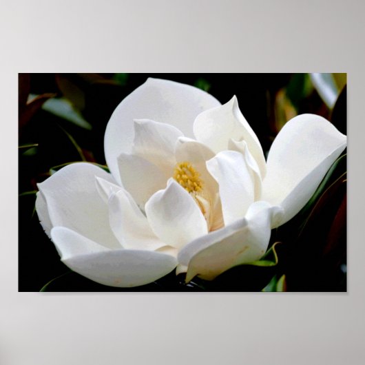 Magnolia Bull Bay Poster (Voorkant)