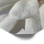 Magnolia Centennial Bloom Poster (Hoek)