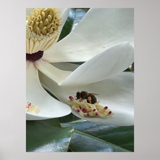 Magnolia CLOSE-UP Poster (Voorkant)