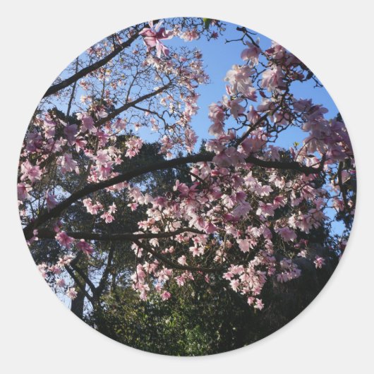 Magnolia dawsoniana #2 Sticker (Voorkant)